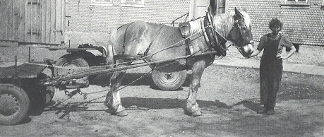 Berta Schiemann: Landwirtschaft in Lichenroth