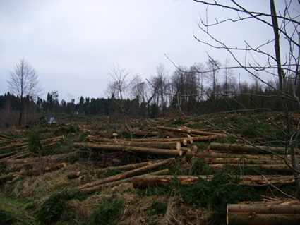 Sturmschden durch den Orkan Kyrill im Oberland in 2007