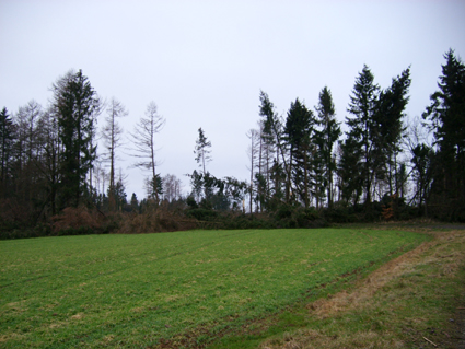 Sturmschden durch den Orkan Kyrill im Oberland in 2007