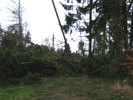Sturmschden durch den Orkan Kyrill im Oberland in 2007