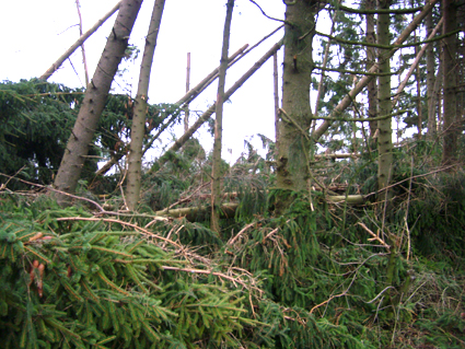 Sturmschden durch den Orkan Kyrill im Oberland in 2007