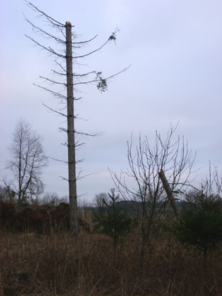 Sturmschden durch den Orkan Kyrill im Oberland in 2007