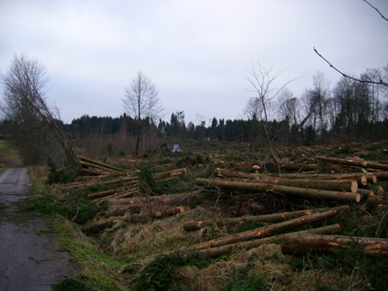 Sturmschden durch den Orkan Kyrill im Oberland in 2007