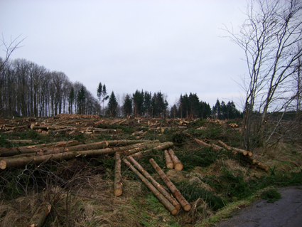 Sturmschden durch den Orkan Kyrill im Oberland in 2007