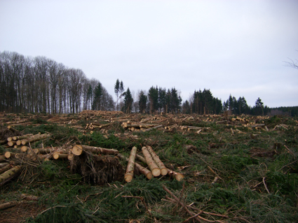 Sturmschden durch den Orkan Kyrill im Oberland in 2007