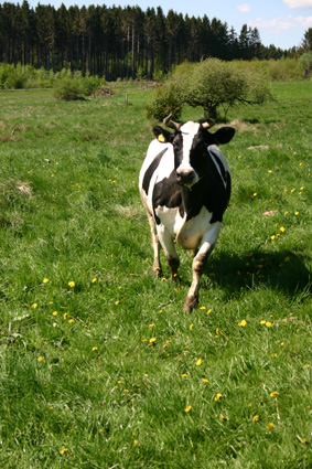 Reine Natur rund um den Kastanienhof in Lichenroth